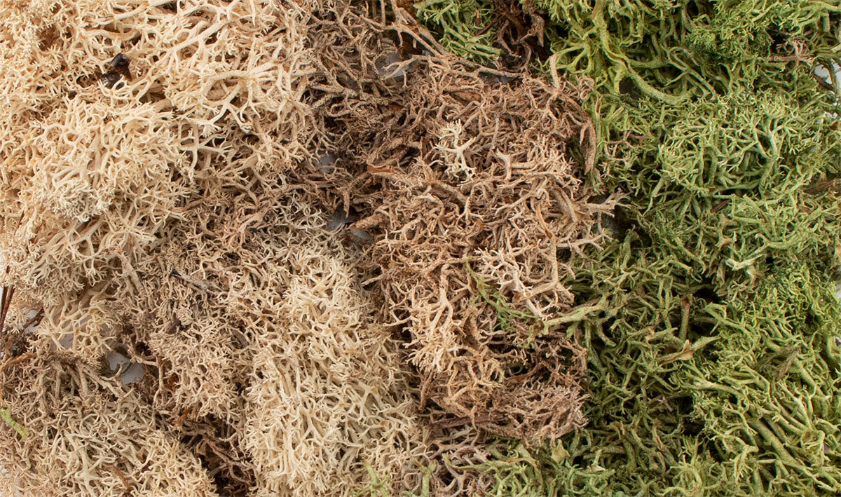 WG6500 Winter Mix EZ Bushes