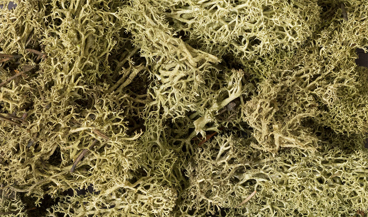 WL161 Spring Green Lichen