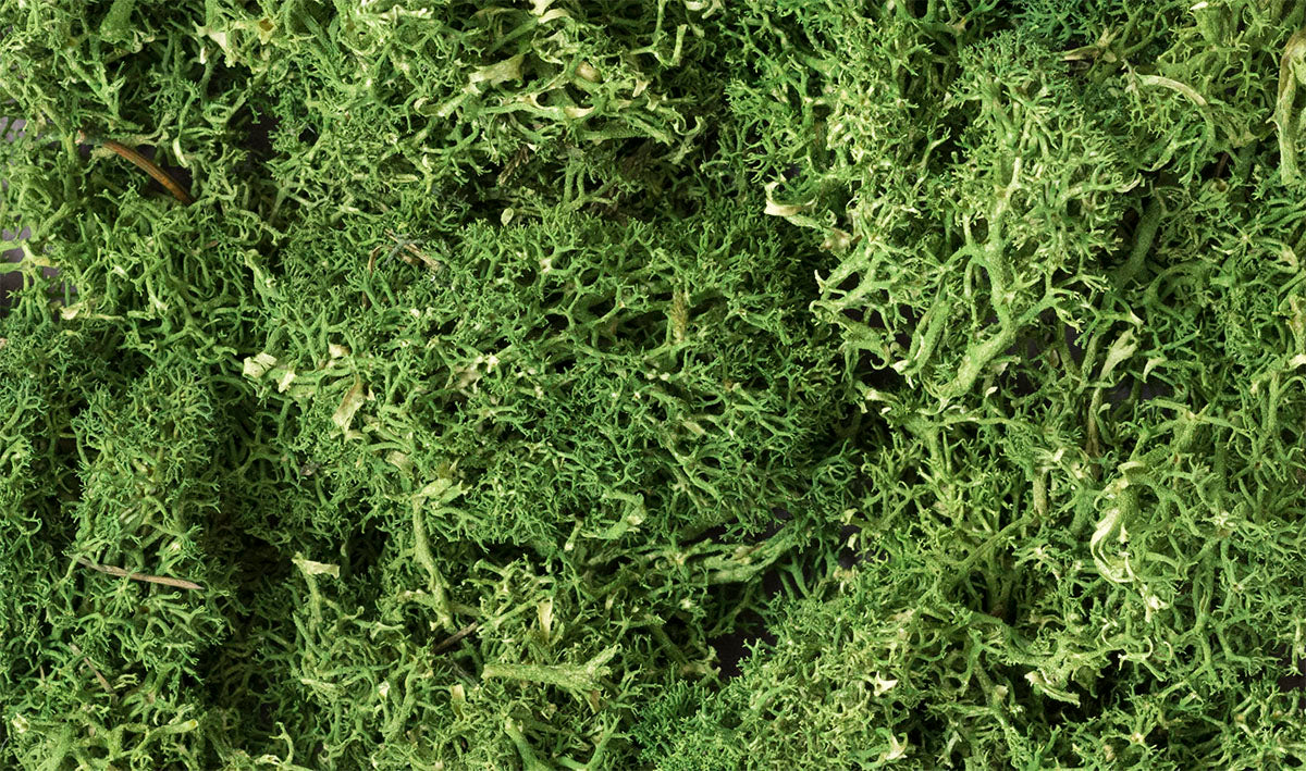 WL163 Medium Green Lichen
