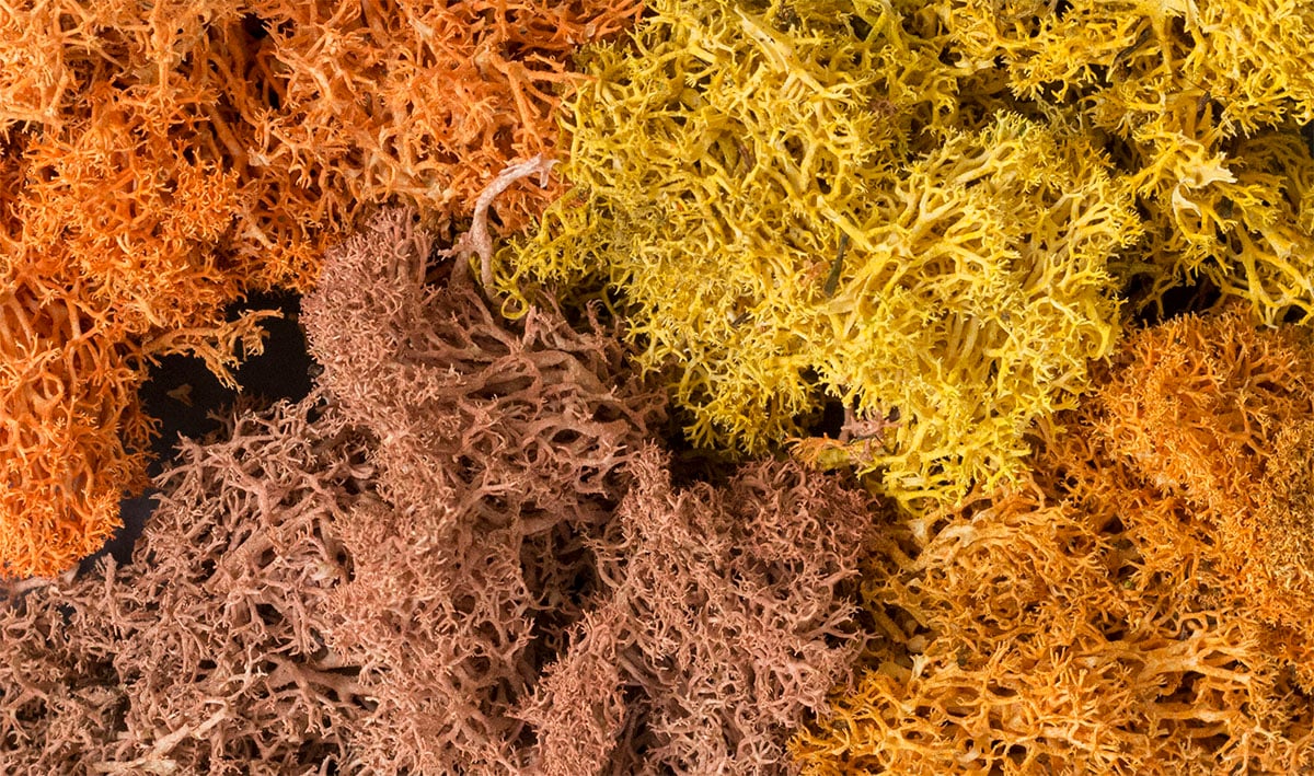 WL165 Autumn Mix Lichen