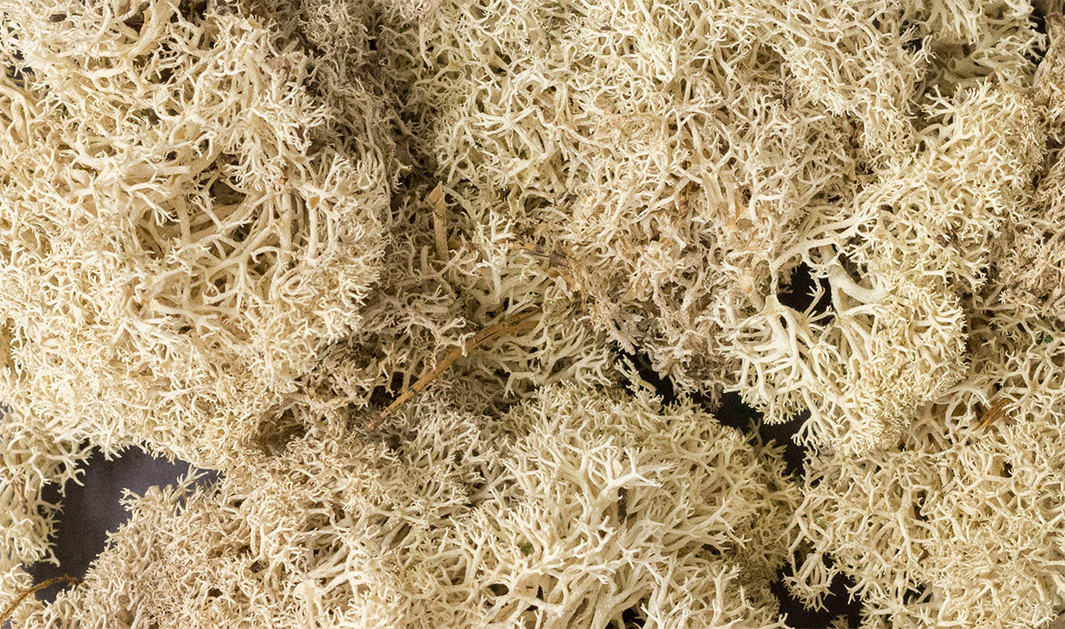 WL166 Natural Lichen