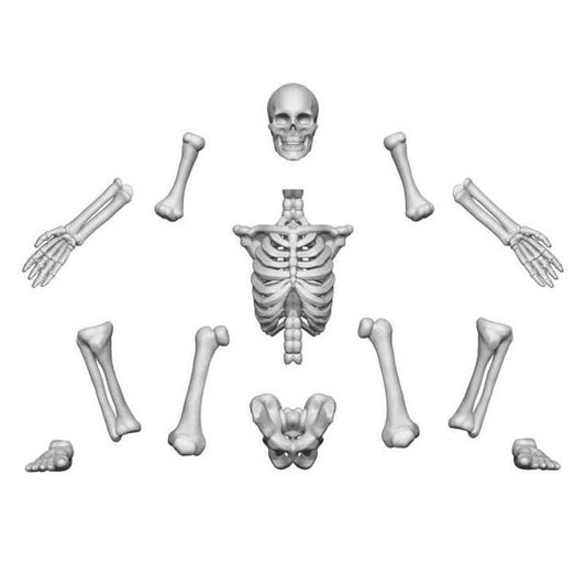 3D Printed: Human Skeletons