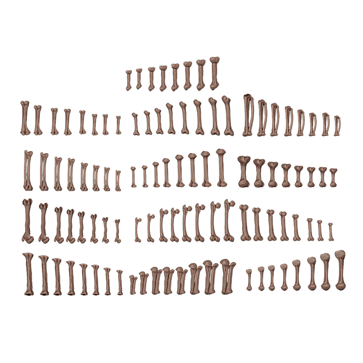 AKBIT0013 Human Bones