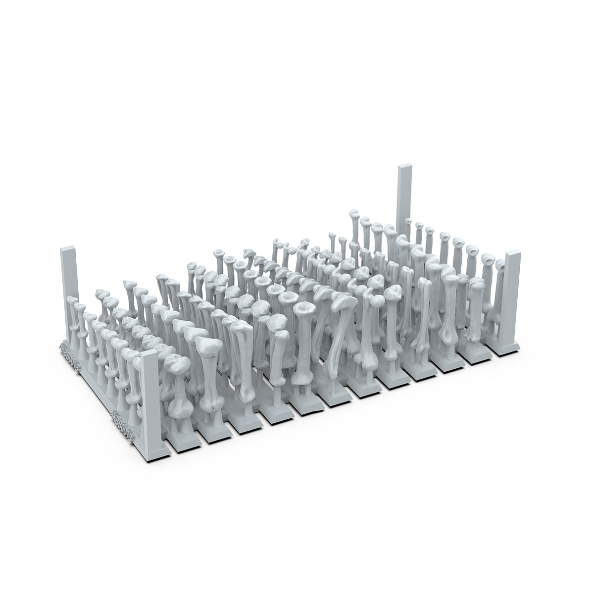 AKBIT0013 Human Bones