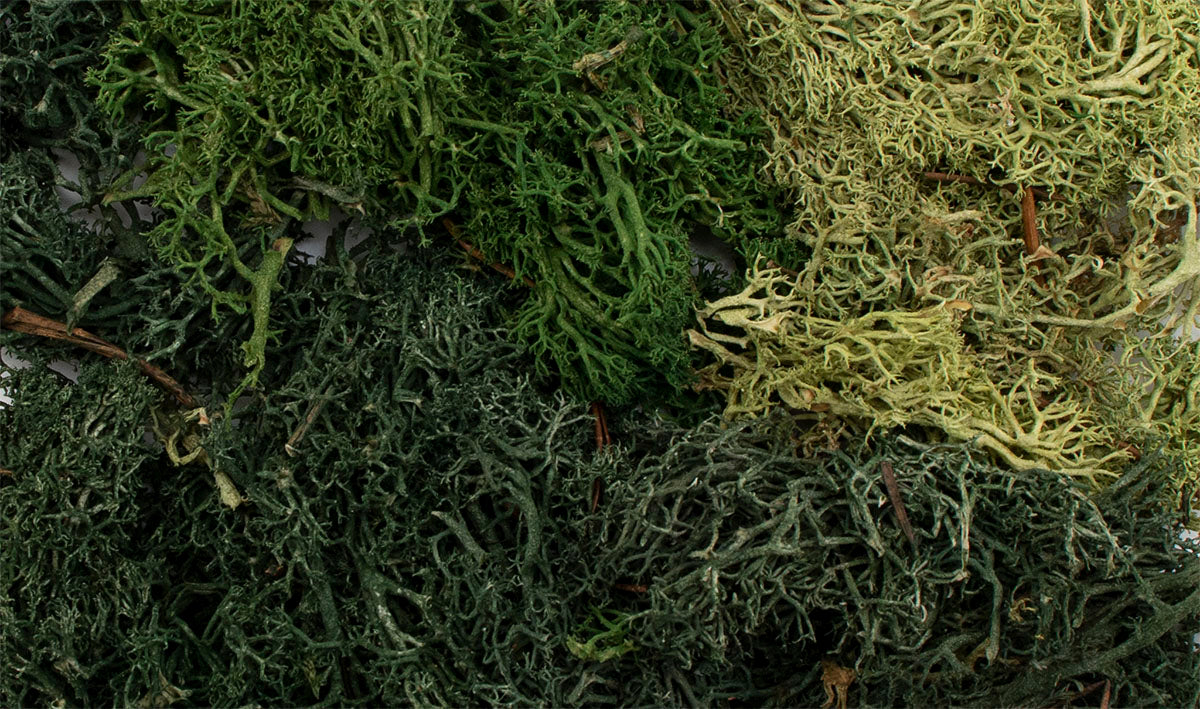 WG6501 Summer Mix EZ Bushes