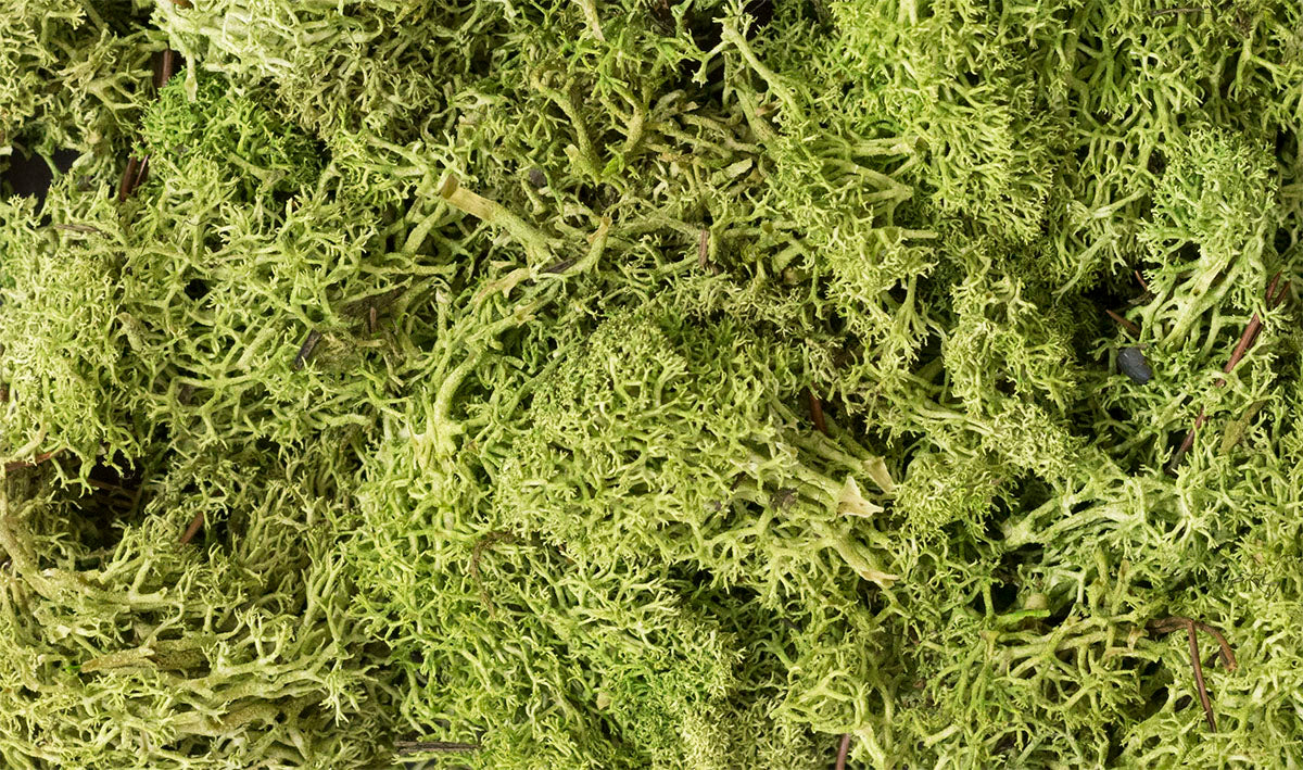 WL162 Light Green Lichen