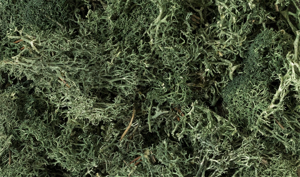 WL164 Dark Green Lichen