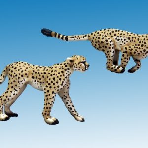 Cheetahs